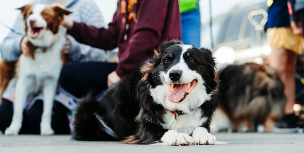 Chiens réunis avec leurs maîtres lors d'une séance d'éducation canine
